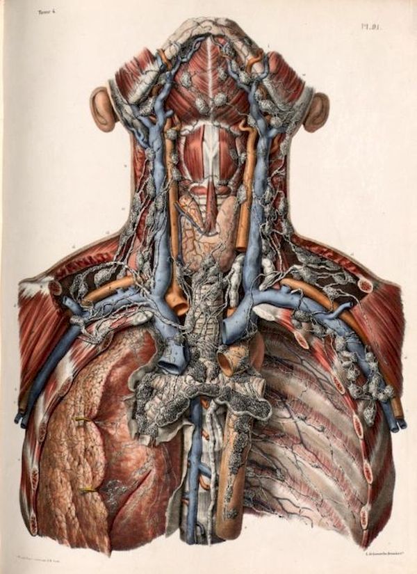 Vintage Medical Human Body Anatomy Illustration Kersz