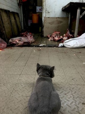 Cat Watch Meat in Hong Kong Street Photography