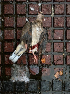 Very elegant dead pigeon