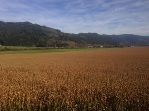 Images for slovenia fields
