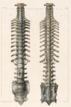 human-body-vintage-scientific-illustration-naturalist-drawing-0001