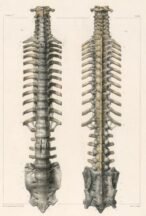 human-body-vintage-scientific-illustration-naturalist-drawing-0001