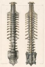 human-body-vintage-scientific-illustration-naturalist-drawing-0001