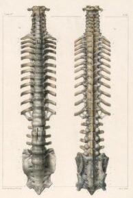 human-body-vintage-scientific-illustration-naturalist-drawing-0001