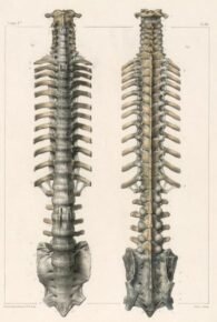 human-body-vintage-scientific-illustration-naturalist-drawing-0001