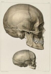 human-body-vintage-scientific-illustration-naturalist-drawing-0002