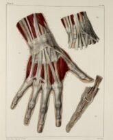 human-body-vintage-scientific-illustration-naturalist-drawing-0003
