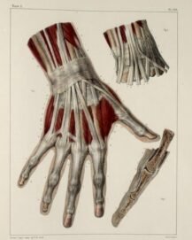 human-body-vintage-scientific-illustration-naturalist-drawing-0003
