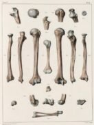 human-body-vintage-scientific-illustration-naturalist-drawing-0004