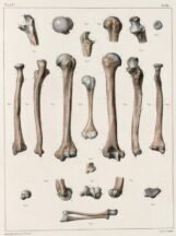 human-body-vintage-scientific-illustration-naturalist-drawing-0004