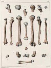human-body-vintage-scientific-illustration-naturalist-drawing-0004