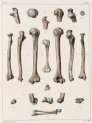 human-body-vintage-scientific-illustration-naturalist-drawing-0004