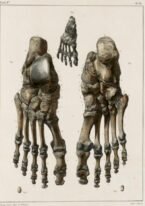 human-body-vintage-scientific-illustration-naturalist-drawing-0005
