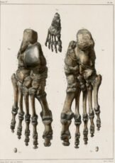 human-body-vintage-scientific-illustration-naturalist-drawing-0005