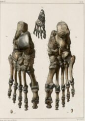 human-body-vintage-scientific-illustration-naturalist-drawing-0005