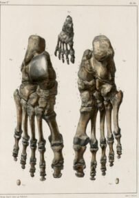 human-body-vintage-scientific-illustration-naturalist-drawing-0005
