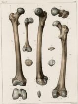 human-body-vintage-scientific-illustration-naturalist-drawing-0006