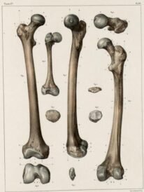 human-body-vintage-scientific-illustration-naturalist-drawing-0006