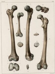 human-body-vintage-scientific-illustration-naturalist-drawing-0006