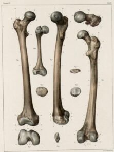 human-body-vintage-scientific-illustration-naturalist-drawing-0006