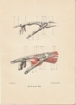 human-body-vintage-scientific-illustration-naturalist-drawing-0007