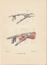 human-body-vintage-scientific-illustration-naturalist-drawing-0007