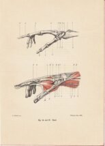 human-body-vintage-scientific-illustration-naturalist-drawing-0007