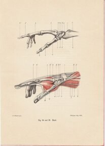human-body-vintage-scientific-illustration-naturalist-drawing-0007