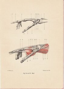 human-body-vintage-scientific-illustration-naturalist-drawing-0007