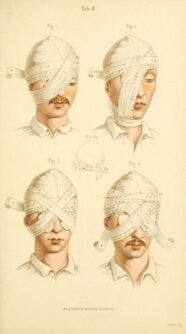 human-body-vintage-scientific-illustration-naturalist-drawing-0010