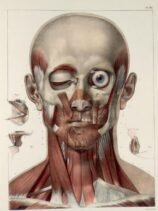 human-body-vintage-scientific-illustration-naturalist-drawing-0011