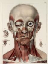 human-body-vintage-scientific-illustration-naturalist-drawing-0011