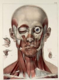 human-body-vintage-scientific-illustration-naturalist-drawing-0011