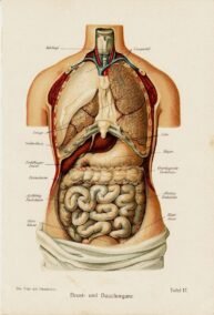 human-body-vintage-scientific-illustration-naturalist-drawing-0013