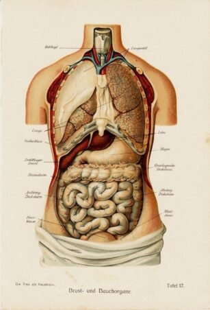 human-body-vintage-scientific-illustration-naturalist-drawing-0013