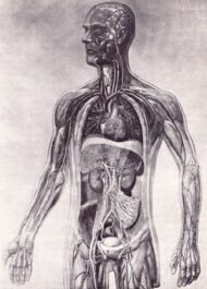 human-body-vintage-scientific-illustration-naturalist-drawing-0014