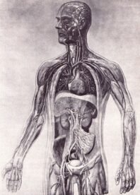 human-body-vintage-scientific-illustration-naturalist-drawing-0014
