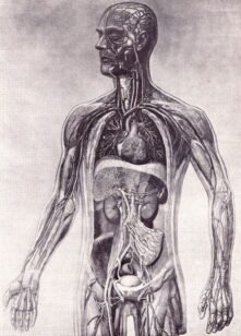 human-body-vintage-scientific-illustration-naturalist-drawing-0014