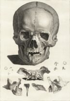 human-body-vintage-scientific-illustration-naturalist-drawing-0015