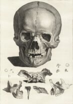 human-body-vintage-scientific-illustration-naturalist-drawing-0015