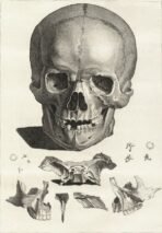 human-body-vintage-scientific-illustration-naturalist-drawing-0015