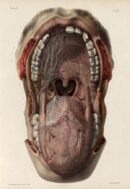 human-body-vintage-scientific-illustration-naturalist-drawing-0016