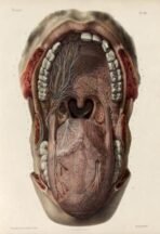human-body-vintage-scientific-illustration-naturalist-drawing-0016