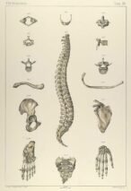 human-body-vintage-scientific-illustration-naturalist-drawing-0017