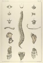human-body-vintage-scientific-illustration-naturalist-drawing-0017