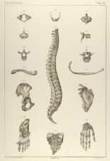 human-body-vintage-scientific-illustration-naturalist-drawing-0017
