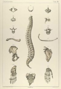 human-body-vintage-scientific-illustration-naturalist-drawing-0017