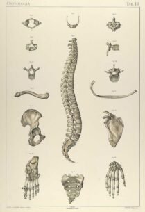human-body-vintage-scientific-illustration-naturalist-drawing-0017