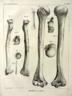 human-body-vintage-scientific-illustration-naturalist-drawing-0018