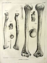 human-body-vintage-scientific-illustration-naturalist-drawing-0018